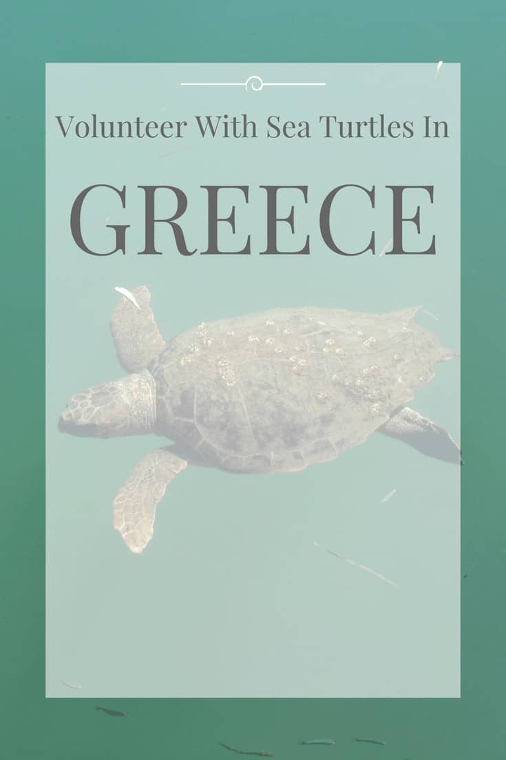 image with text over: volunteer with sea turtle in greece