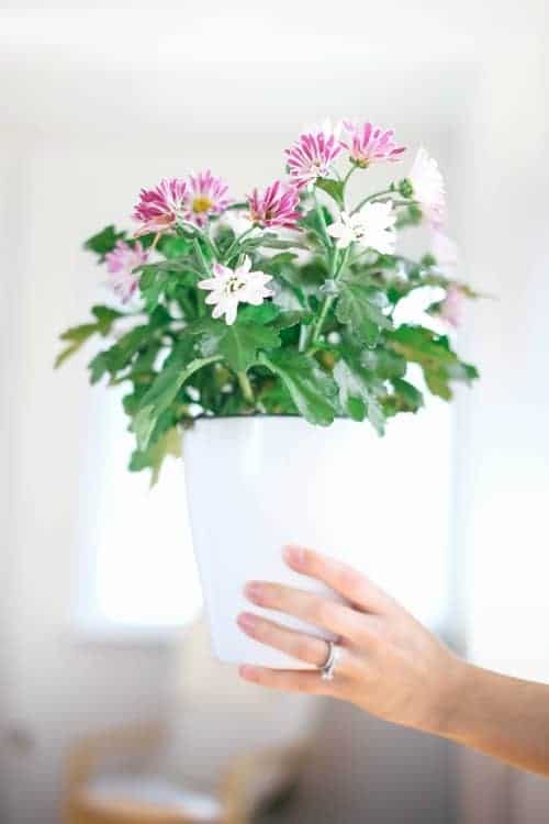 Hand holding pink flowers in a white container