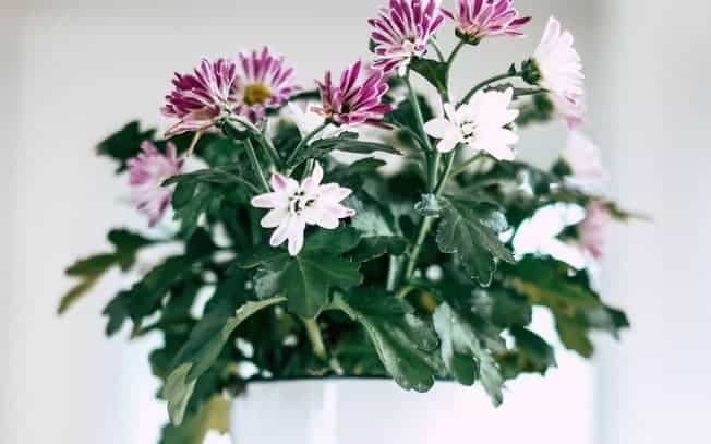 Purple and white flowers in a white container