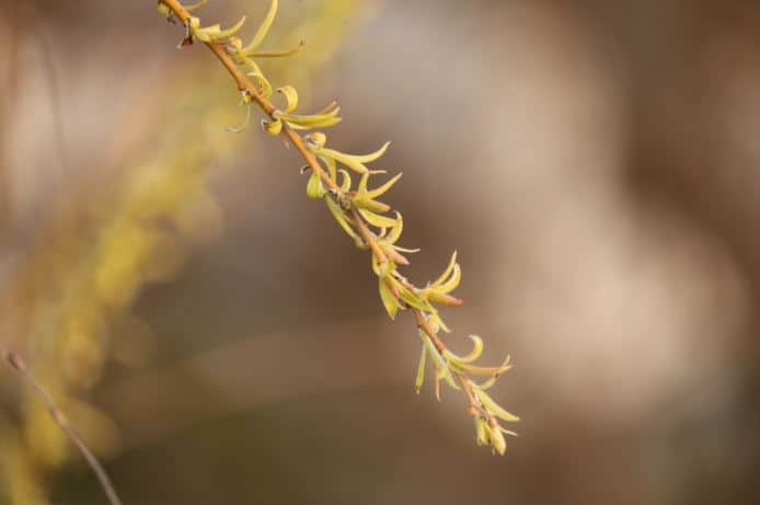 Leaves