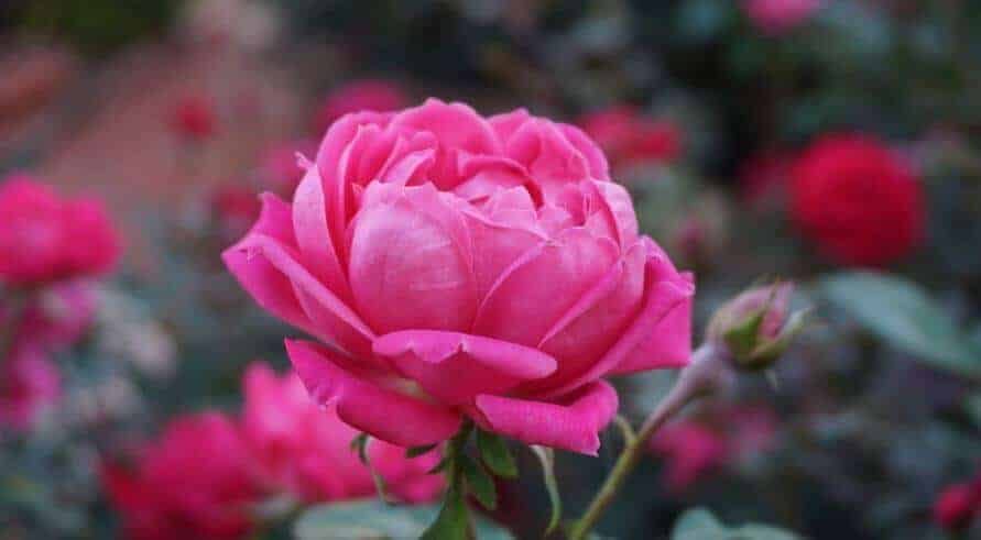 Closeup of pink rose