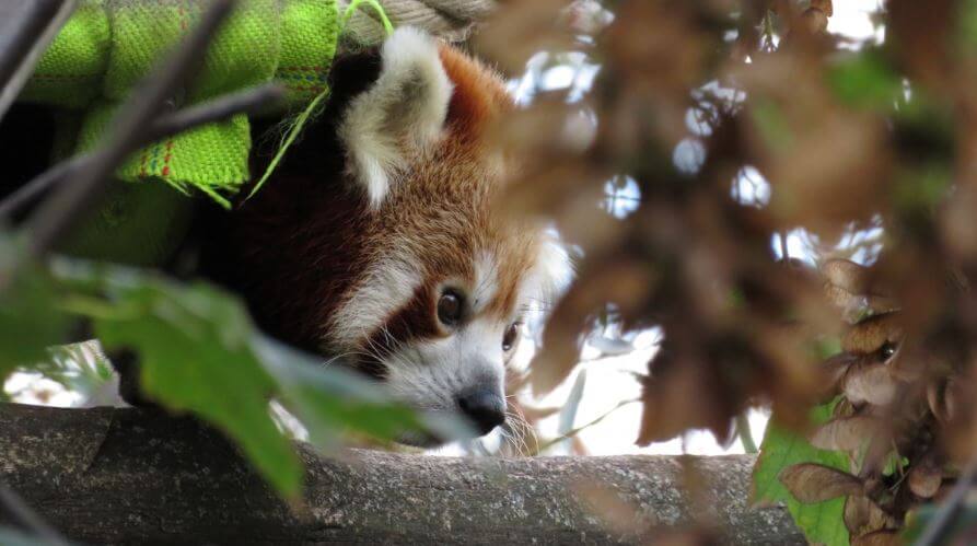 Animal in a tree