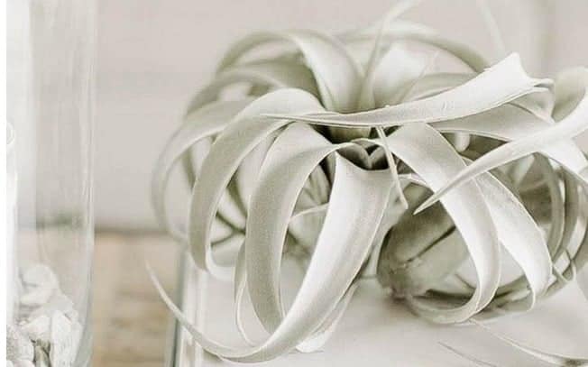 Green leafy plant on a white table