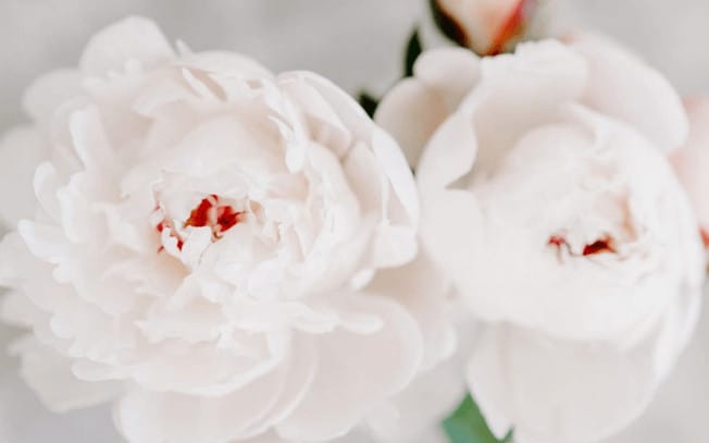 two white flowers