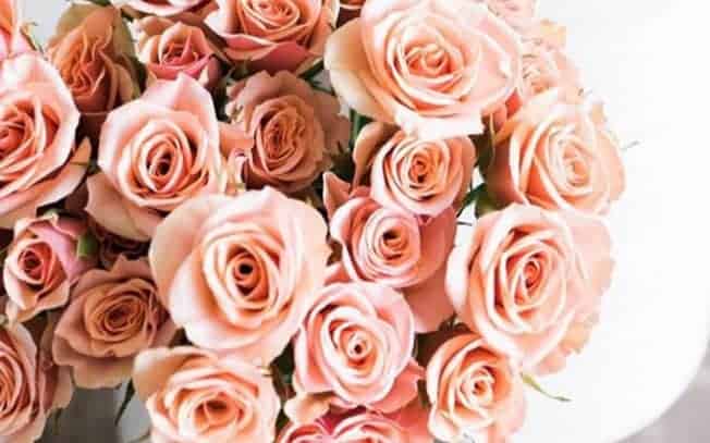 A bunch of peach roses