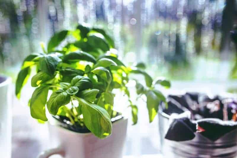 Basil plant