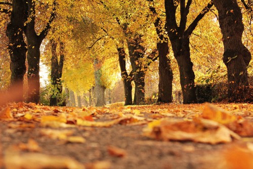 Forest floor during the fall with orange leaves