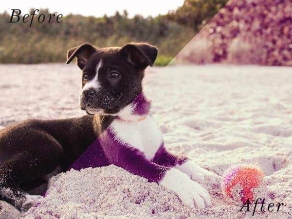 Before and After showing the effect that a preset has on an image. Image is of dog on the beach