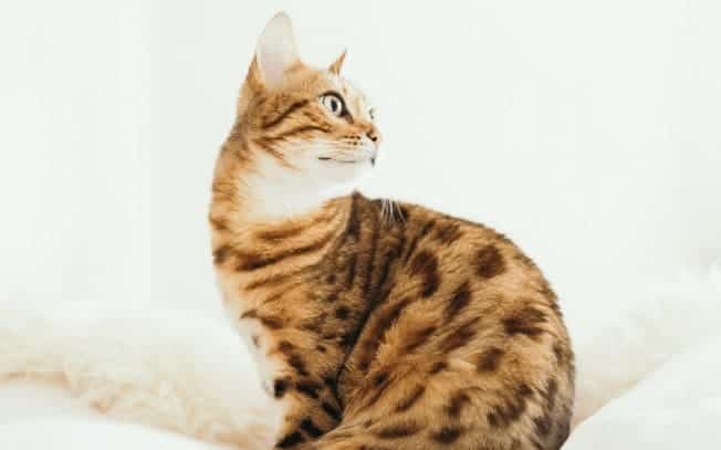 A spotted cat