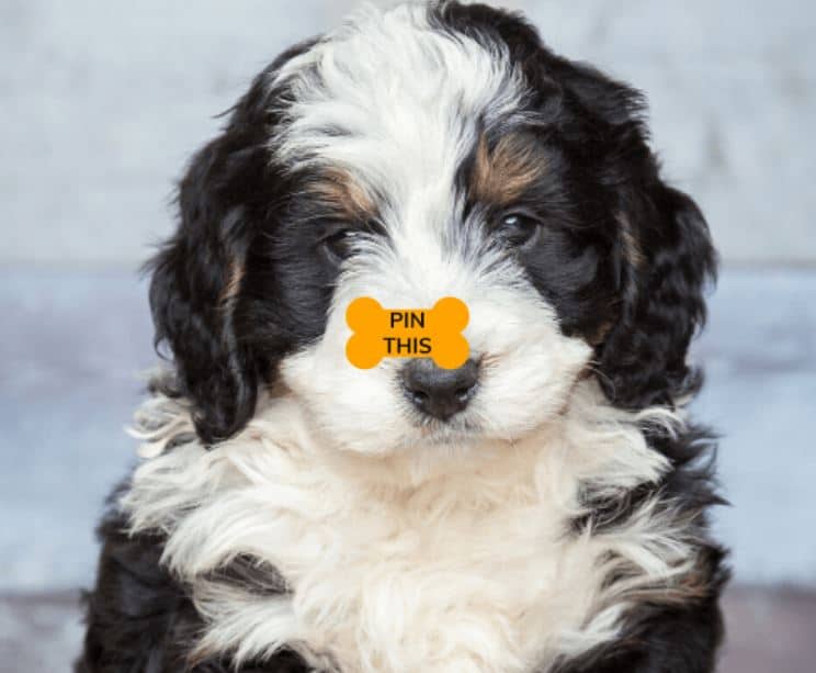 A dog with a "Pin This" icon in the shape of a bone