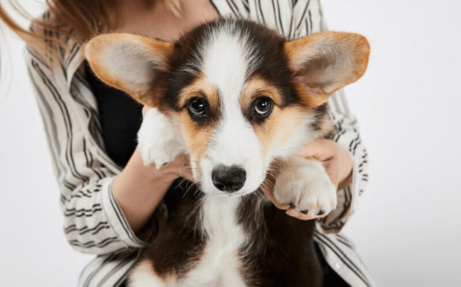 Puppy with big ears being help up by a woman