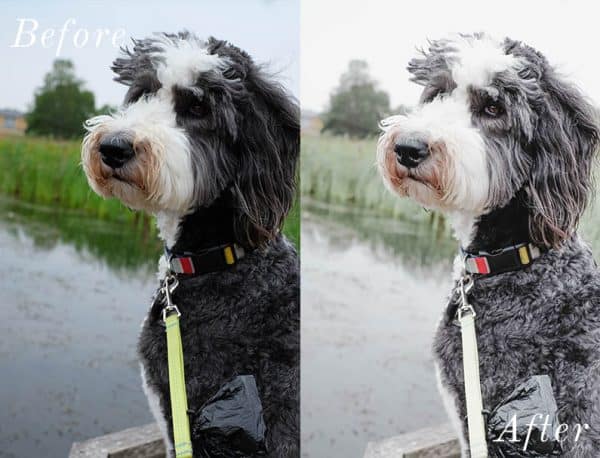 Before and after photo of dog using Lightroom mobile presets