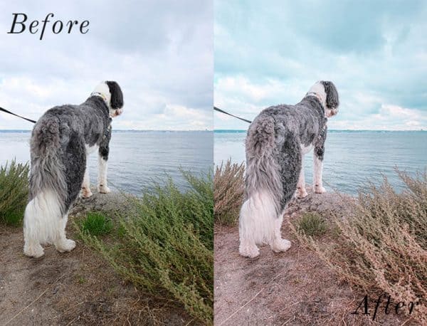 Before and after image of dog standing infront of the ocean